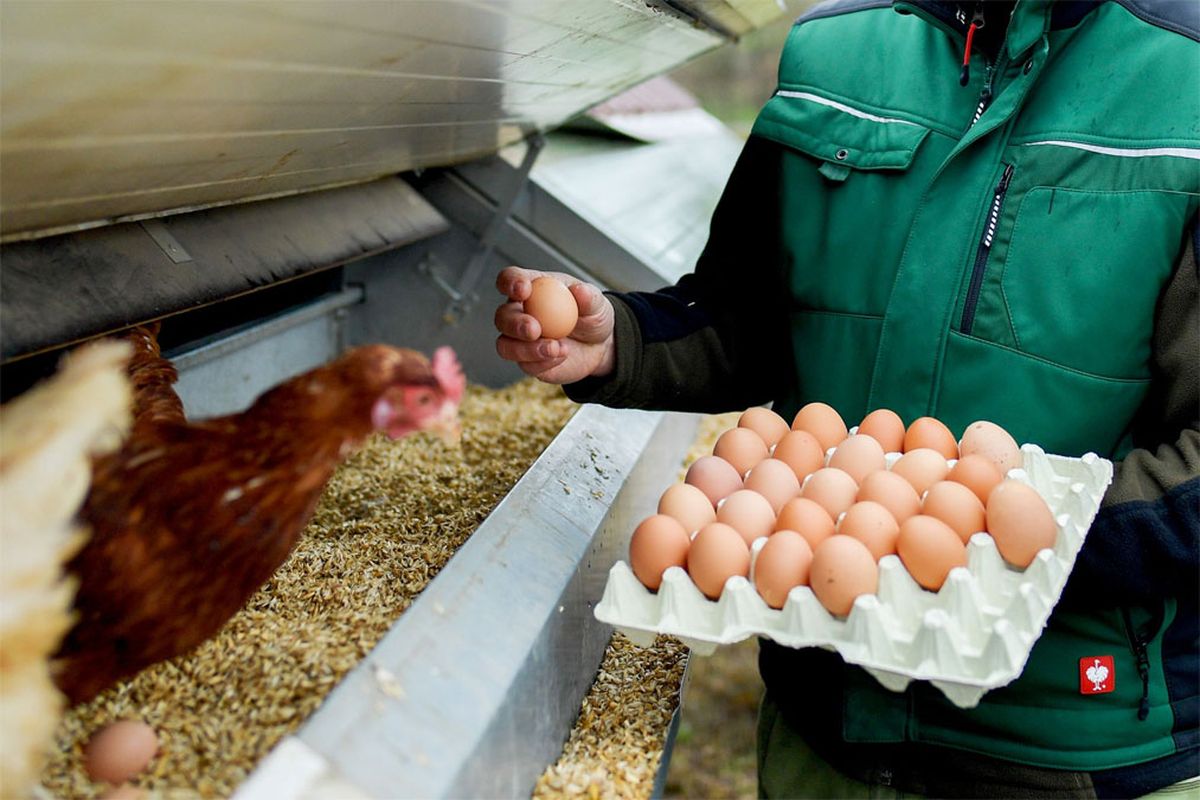 Cuántos huevos pone una gallina al día