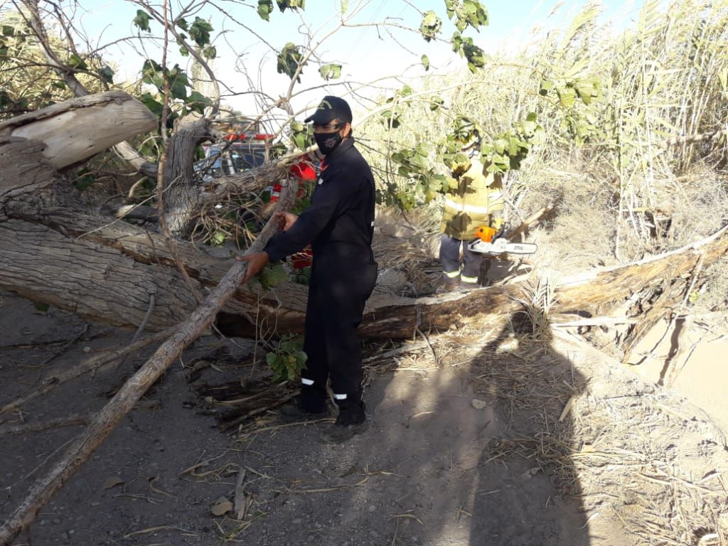 Caídas de árboles e incendios