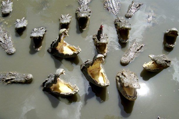 Más de diez mil cocodrilos se escaparon de una granja