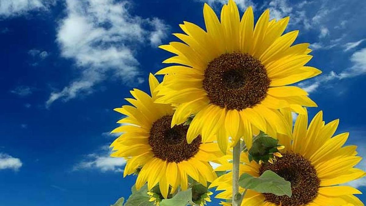 Hizo crecer un girasol tan alto como su casa