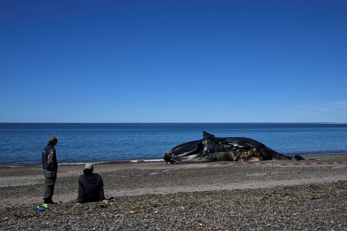 Ya son 15 las ballenas muertas en la Península de Valdés