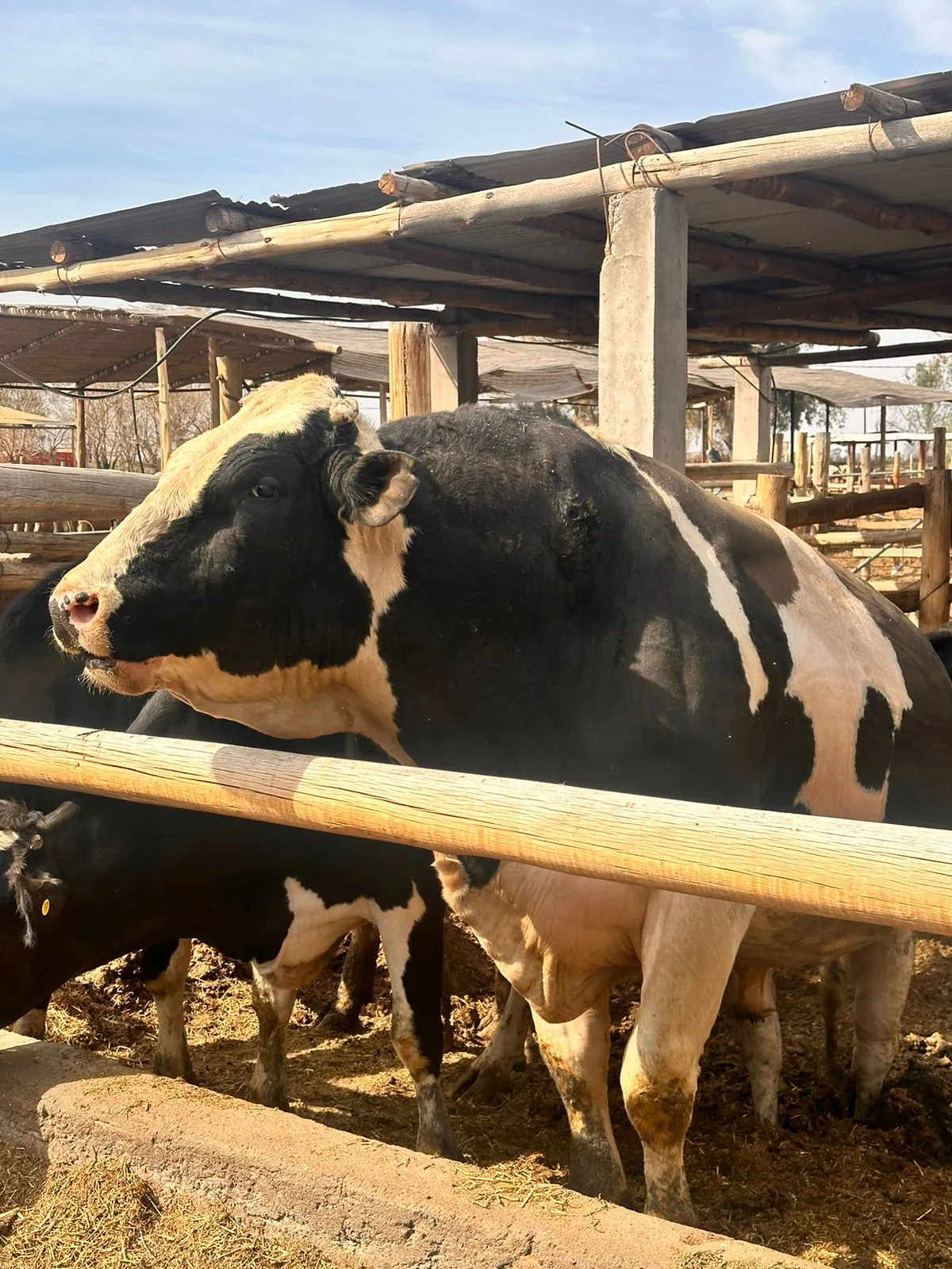 Este es el toro que mató al empleado del tambo en Caucete