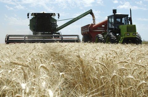 Productores de trigo fluctúan entre la indefinición y la desconfianza tras anuncios