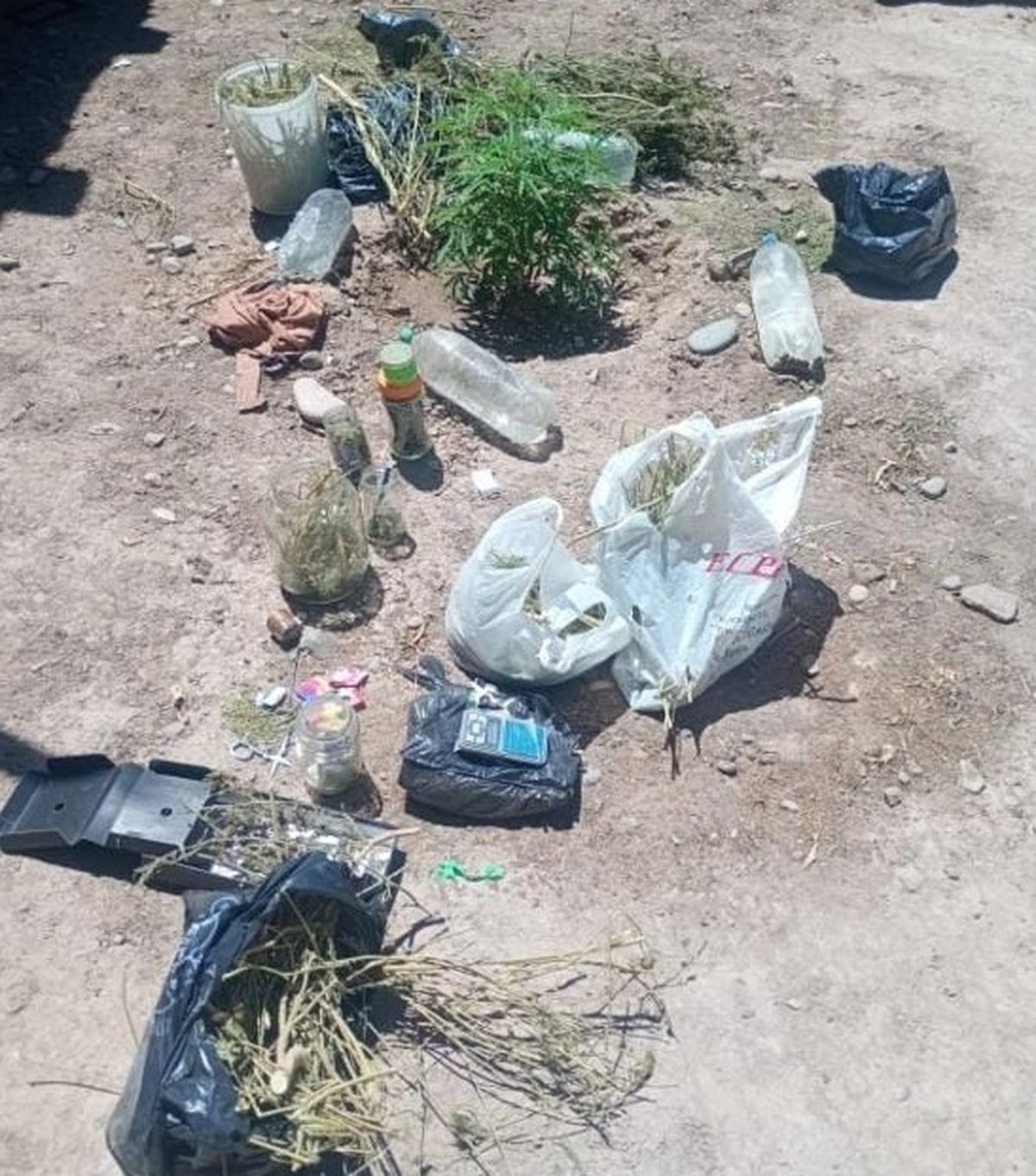 Allanaron una vivienda en Rawson por un robo y hallaron plantas de marihuana Allanaron una vivienda en Rawson por un robo y hallaron plantas de marihuana