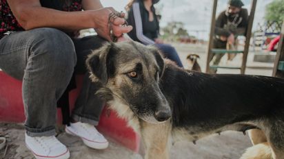 Esterilización de mascotas: los quirófanos estarán en Chimbas y San Martín