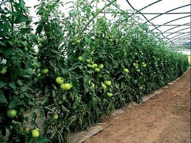 El gobierno dará subsidios de hasta $150.000 para invernaderos