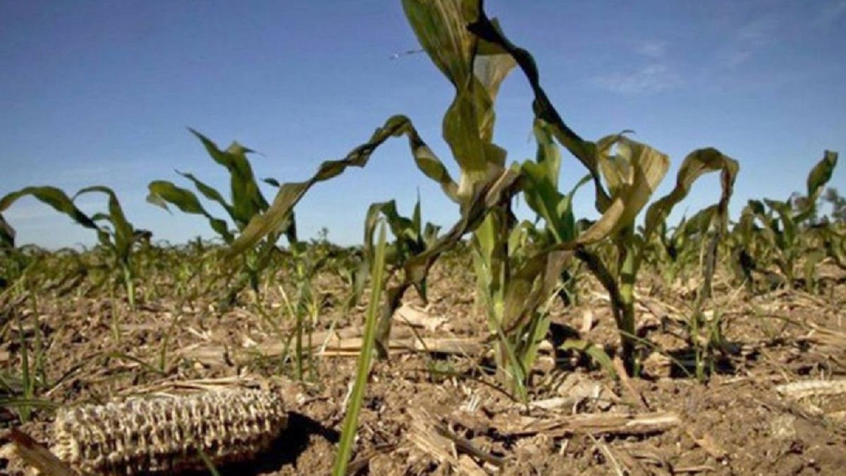 Declararon la emergencia agropecuaria en Santiago del Estero por sequía