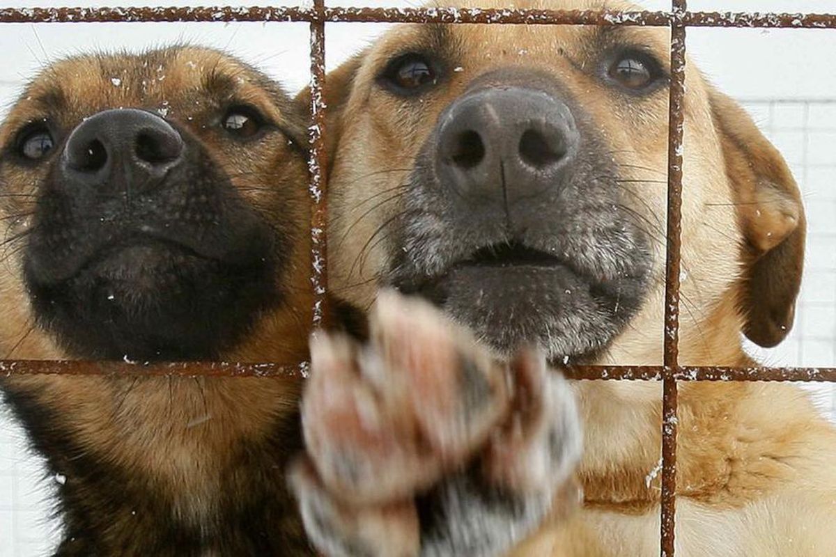 Día Nacional del Perro: por qué se celebra este 2 de junio