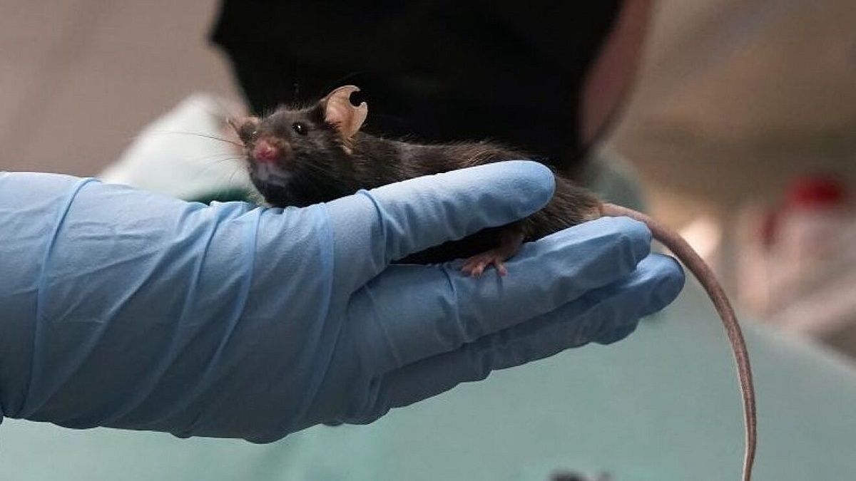 Investigadores aseguran que Ómicron podría haberse originado en ratones
