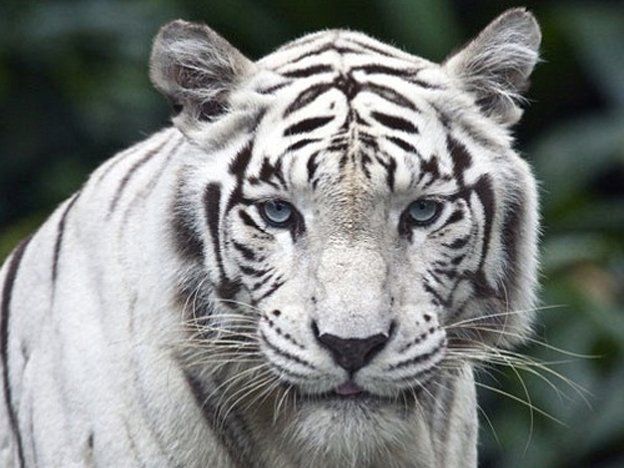 Se descifró el misterio genético del tigre blanco