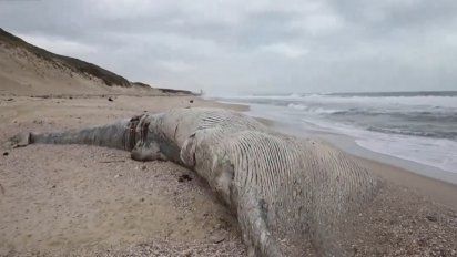 Se desconoce el por qué del fallecimiento de la ballena.