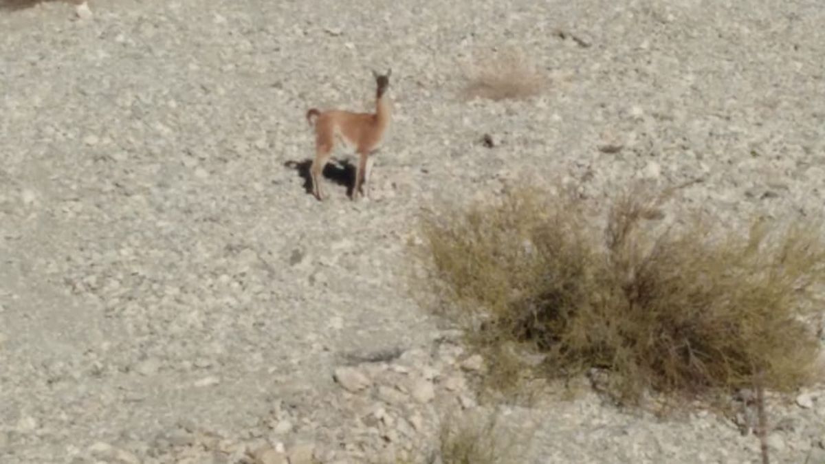 Un brote de sarna mató a tres guanacos y hay varios lastimados