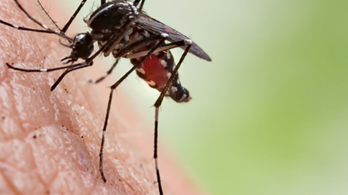 Salud informó la detección de un caso importado de paludismo