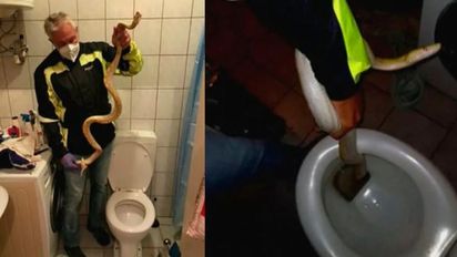 Una serpiente pitón sorprendió a un hombre mientras hacía sus necesidades en el baño.