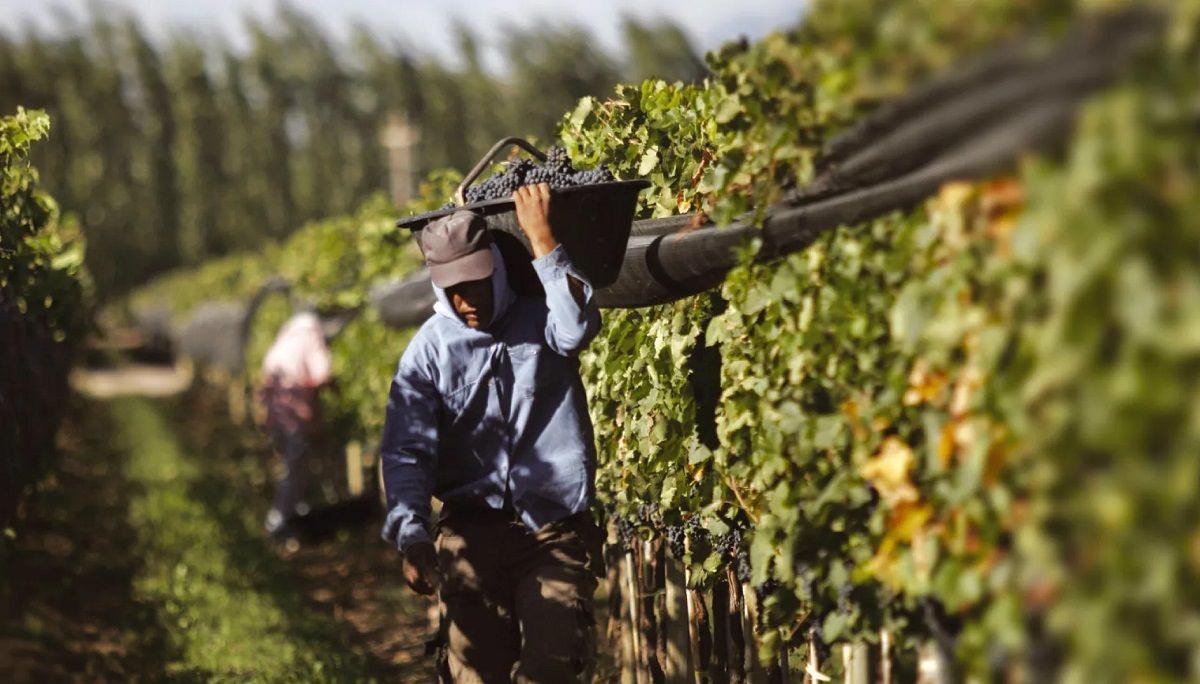 Suman línea para cosecha, acarreo y elaboración de productores vitivinícolas