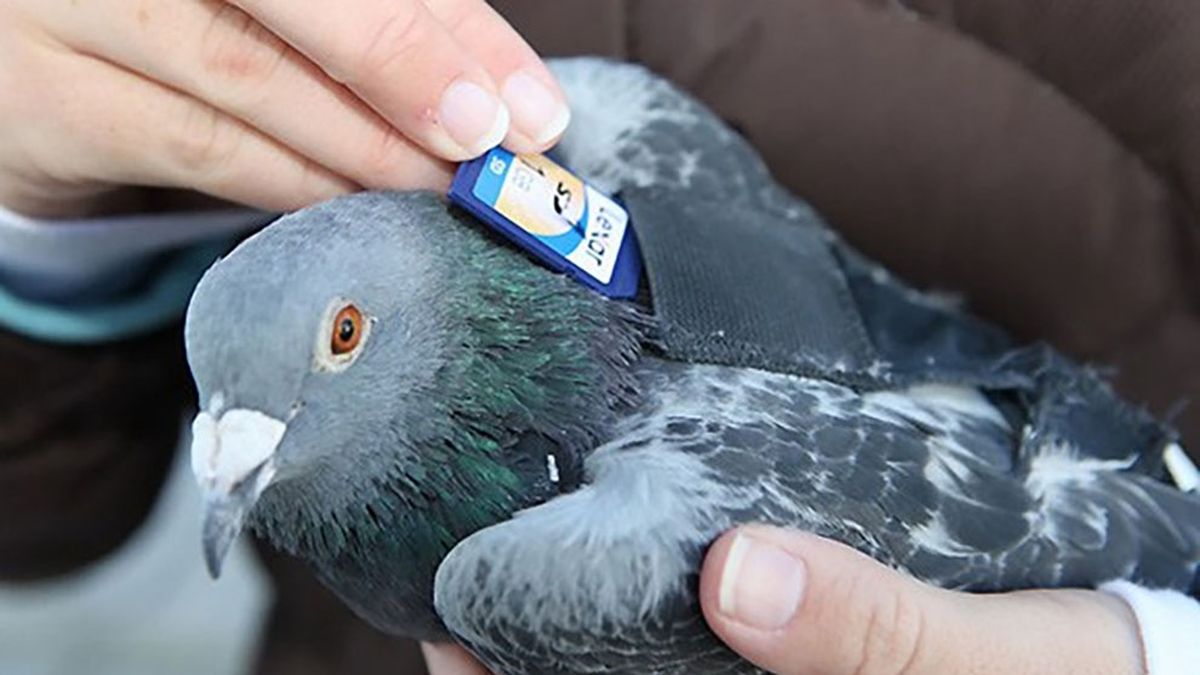 El Secreto De Las Palomas Mensajeras Para Orientarse