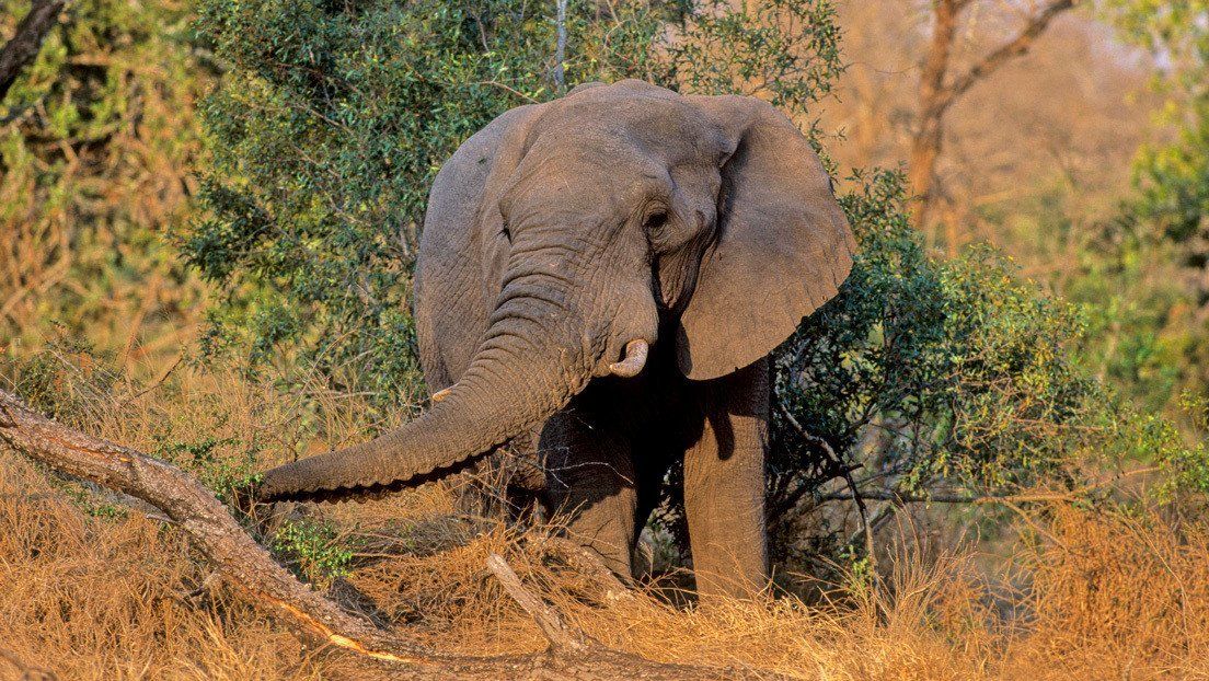 Video: guía turístico fue pateado por un elefante y ni se inmutó