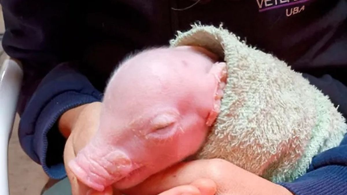 Nació el primer cerdo clonado en América Latina para trasplantes de órganos humanos