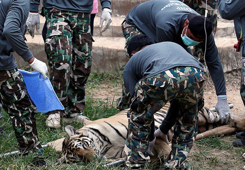 ​Hallaron 40 cachorros de tigre en el congelador de un templo