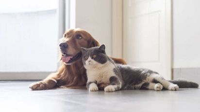 Viruela del mono: aconsejan a contagiados evitar contacto con mascotas