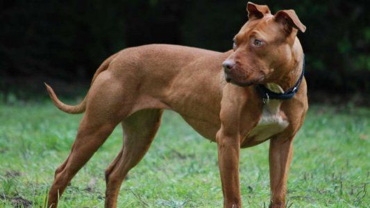 Mendoza: un perro atacó a un nene de 5 años