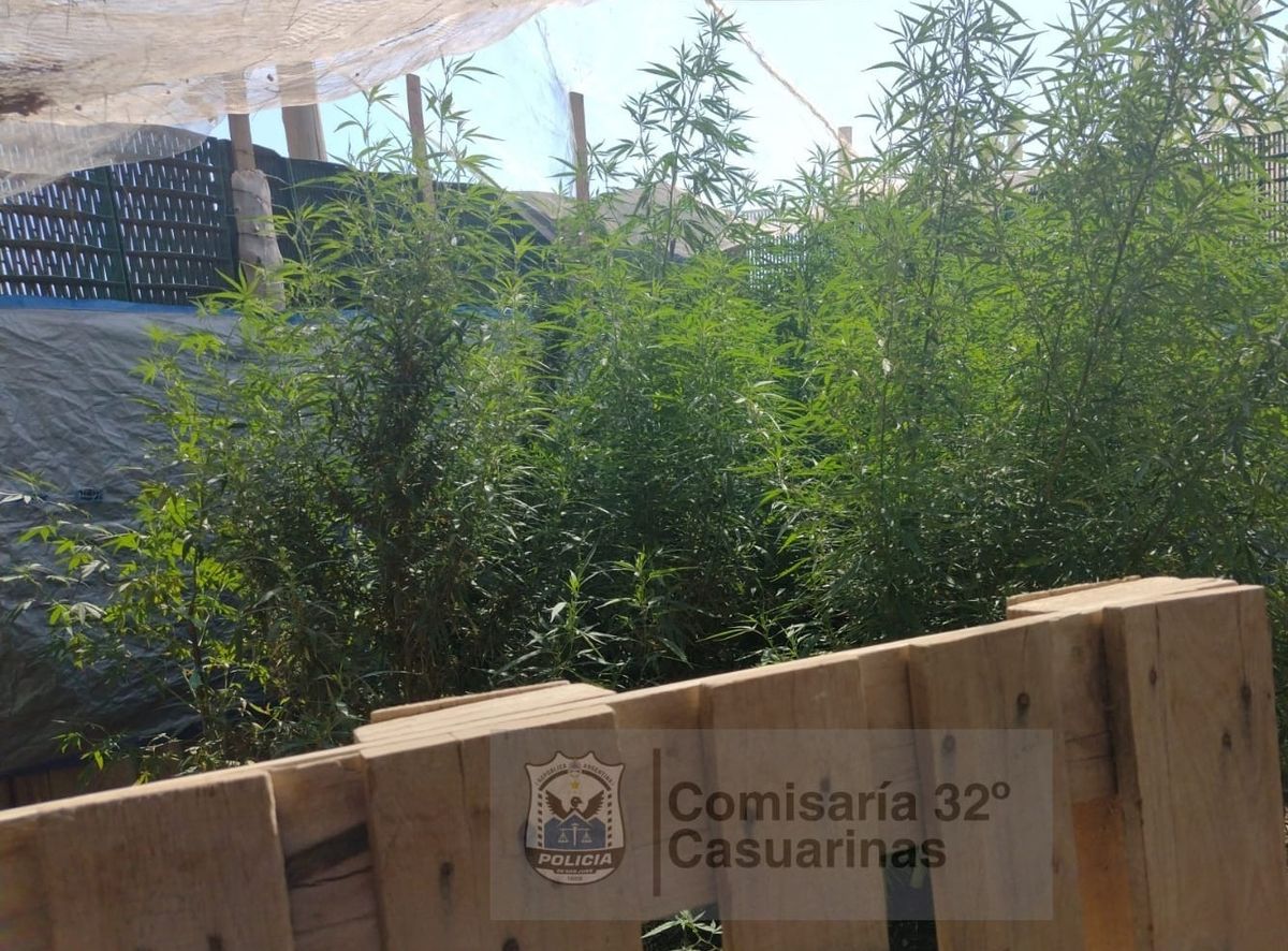 En un allanamiento por robo, encontraron más de 20 plantas de cannabis