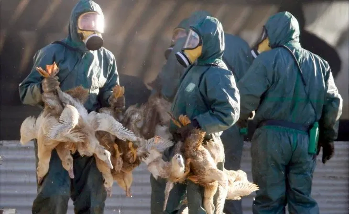 Confirmaron el segundo caso de gripe aviar en la Argentina