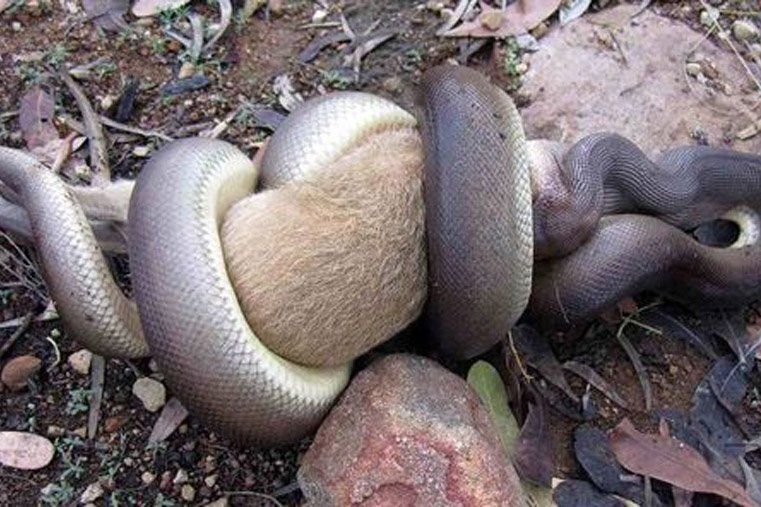 Una víbora pitón se comió un canguro entero en Australia