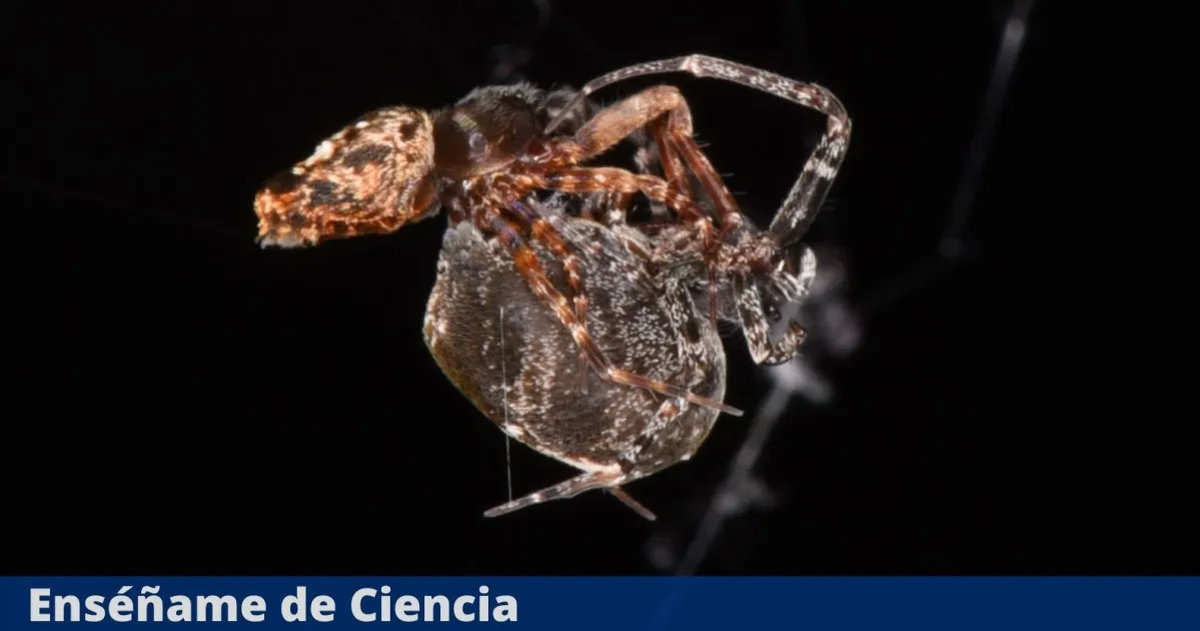 Las arañas macho que se escapan luego de tener sexo para no ser devoradas