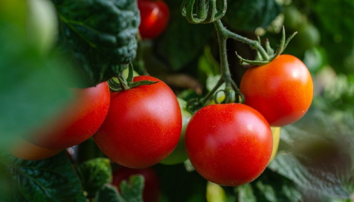 El Congreso Mundial del Tomate será en modalidad virtual