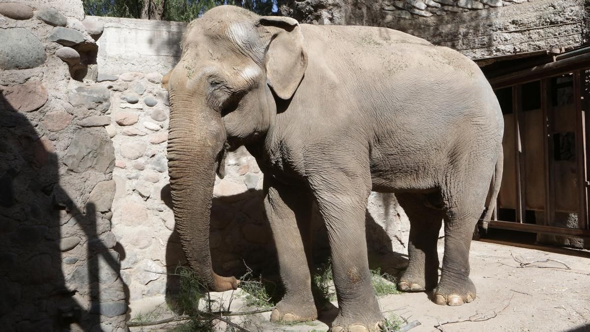 Tamy, la última elefante que queda en Argentina será trasladada a Brasil