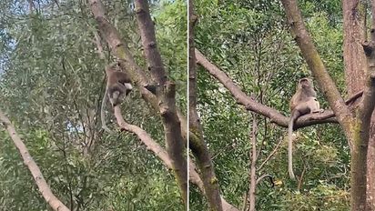 Un mono secuestró un perrito y lo retuvo durante tres días 