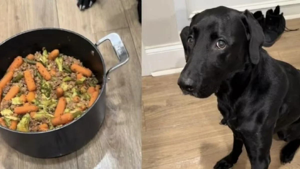 El video viral del perro que elige su comida y reza antes de cenar