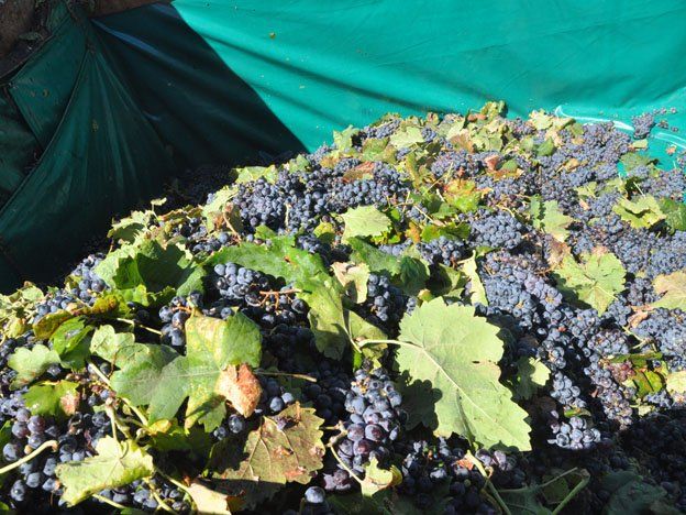 Colombia interesada en comercializar vinos y pasas de San Juan