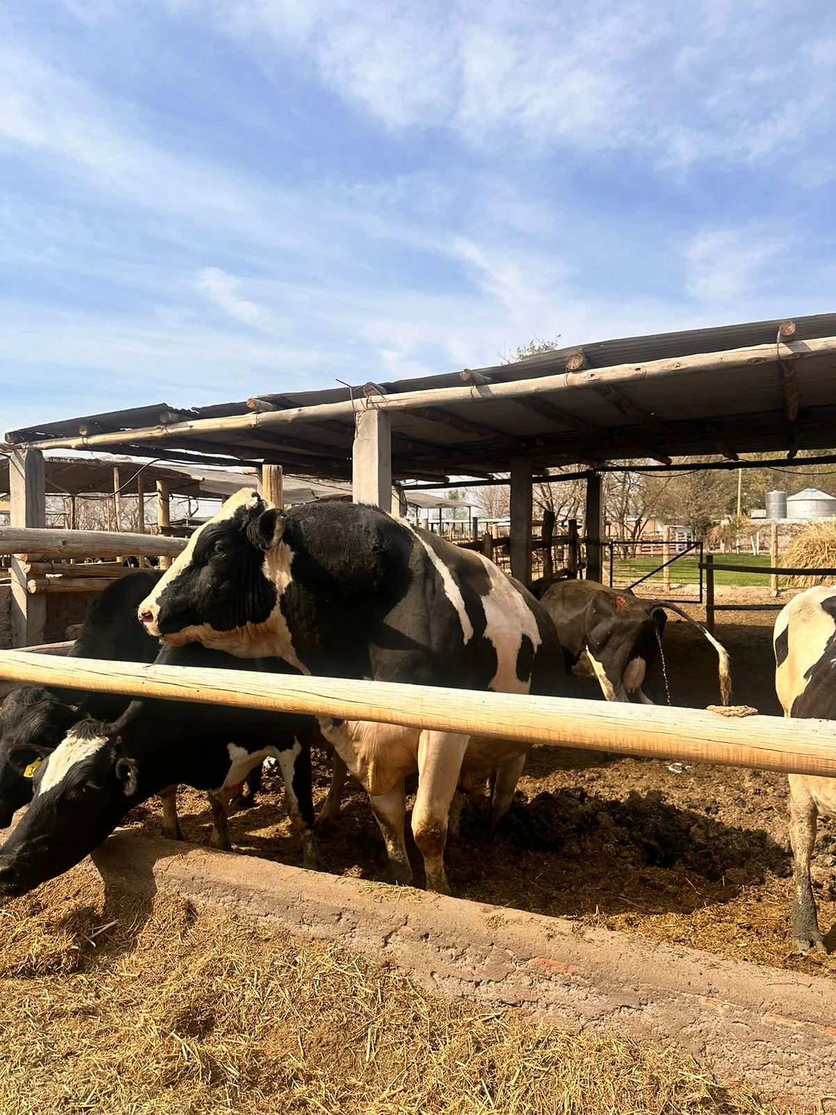 Este es el toro que mató al empleado del tambo en Caucete