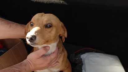 El perro que mordió a la nena en Chimbas se encuentra al resguardo en la Policía Ecológica. 