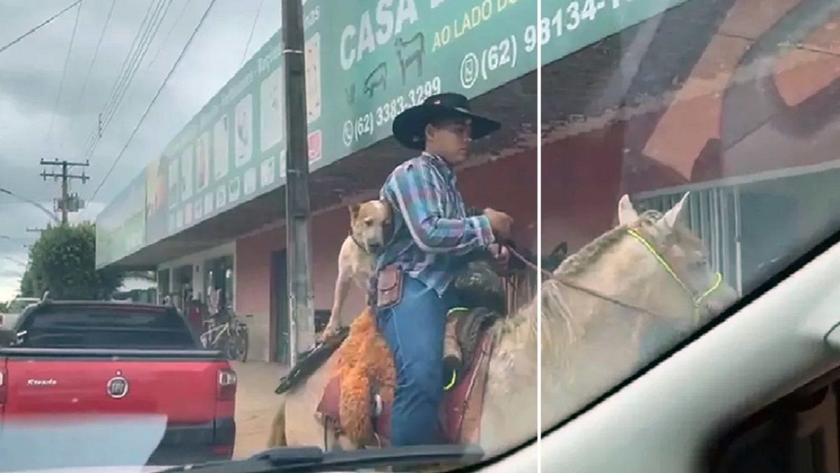Video: captaron al perro jinete que pasea por las calles a caballo