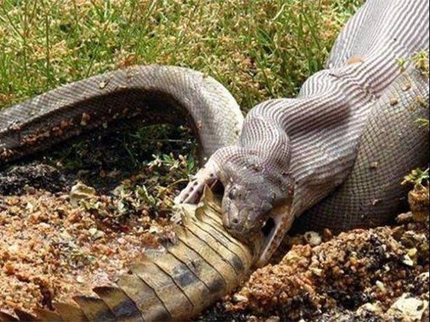 Una víbora pitón se comió a un cocodrilo de un metro en Australia