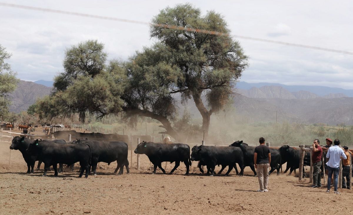 Entregaron 18 toros a productores del norte sanjuanino Entregaron 18 toros a productores del norte sanjuanino