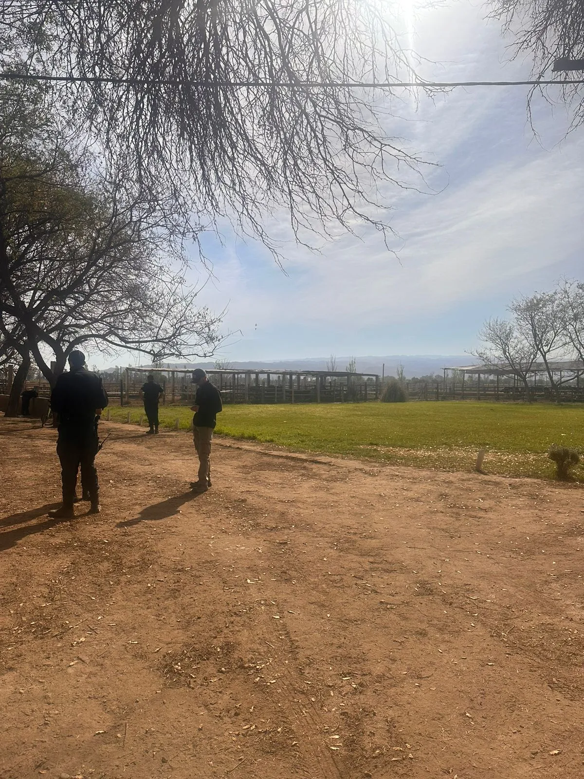 Este es el toro que mató al empleado del tambo en Caucete