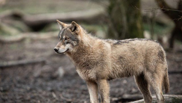 Se volvieron a ver lobos en el norte de Francia, tras ser considerados  extintos