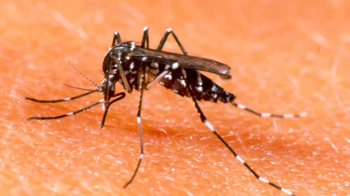 Dengue: claves para diferenciar el mosquito común del Aedes aegypti