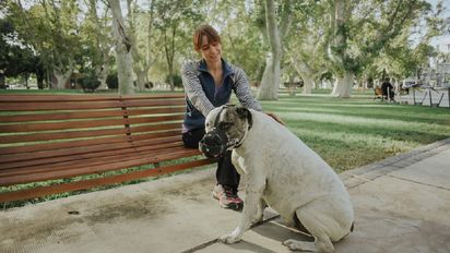 Reabren la preinscripción para el chipeo de perros peligrosos