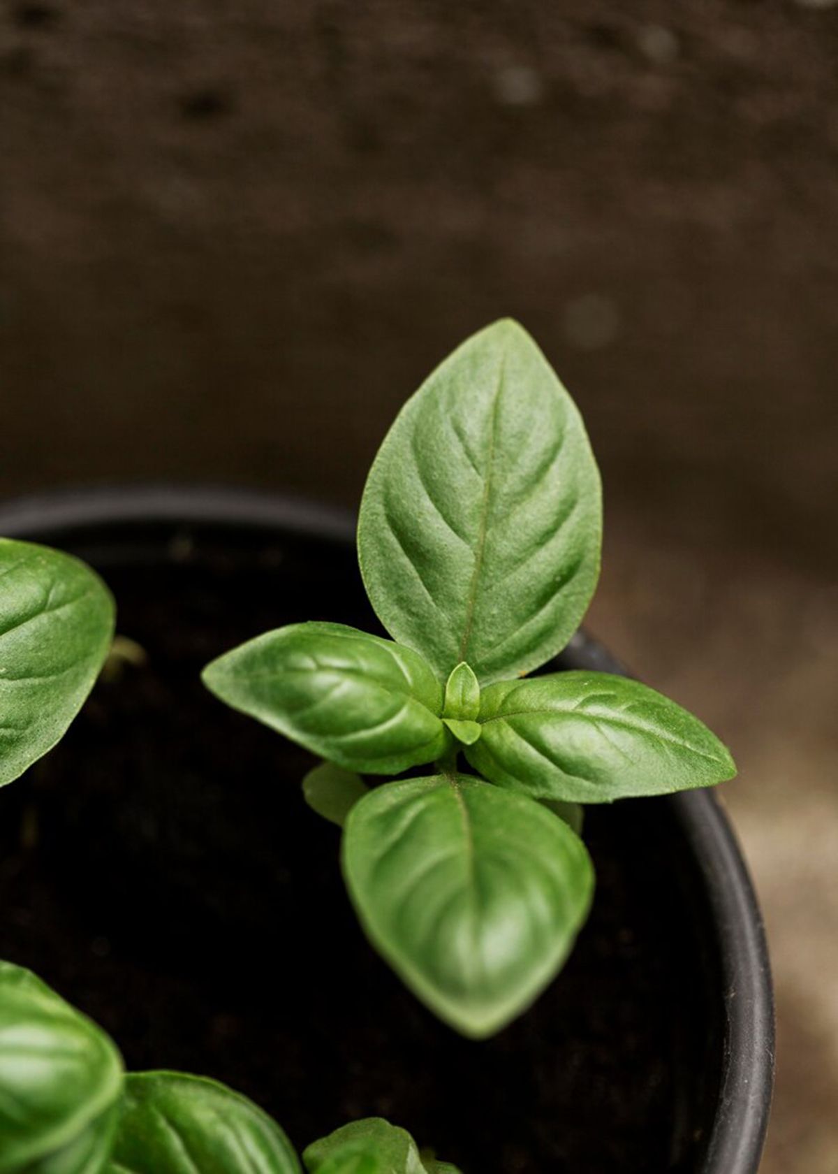 Cómo cultivar albahaca en casa y que crezca en poco tiempo