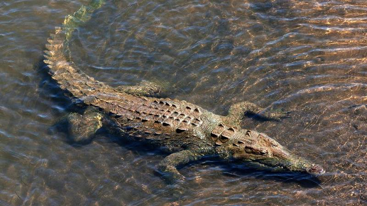 Video: un cocodrilo se comió a un perro que se refrescaba en el río