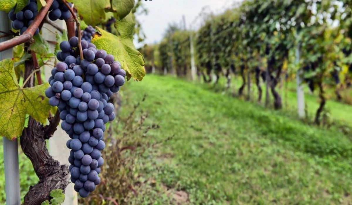 El Gobierno, interesado en la diversificación de la vitivinicultura