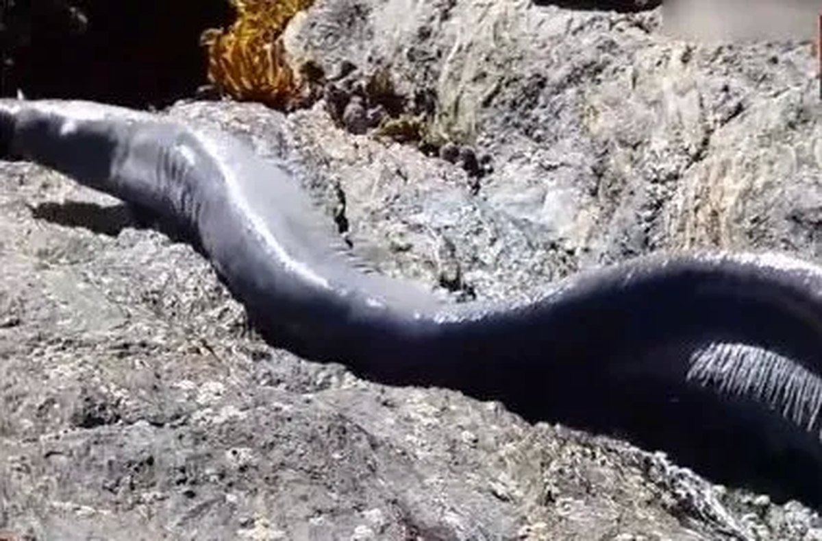 Un turista captó la imagen de una extraña criatura saliendo del mar
