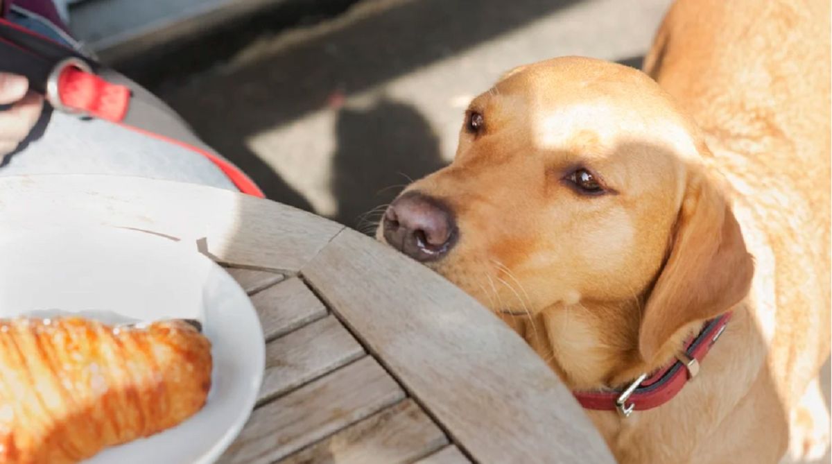 Cómo hacer para que tu perro no pida comida en la mesa