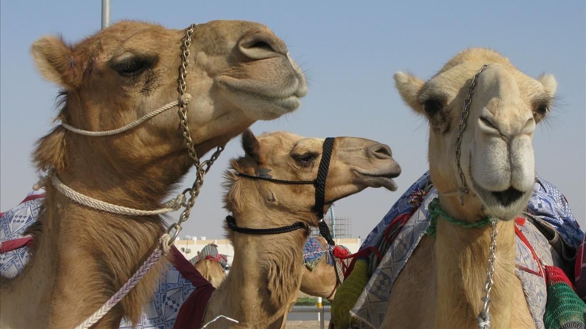 Qué es el virus del camello, cuáles son los síntomas y cómo prevenirlo