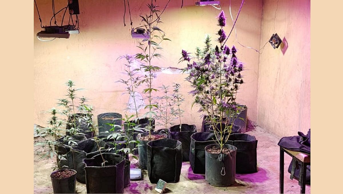 Cayó un exconvicto con más de 15 plantas de marihuana en Rawson